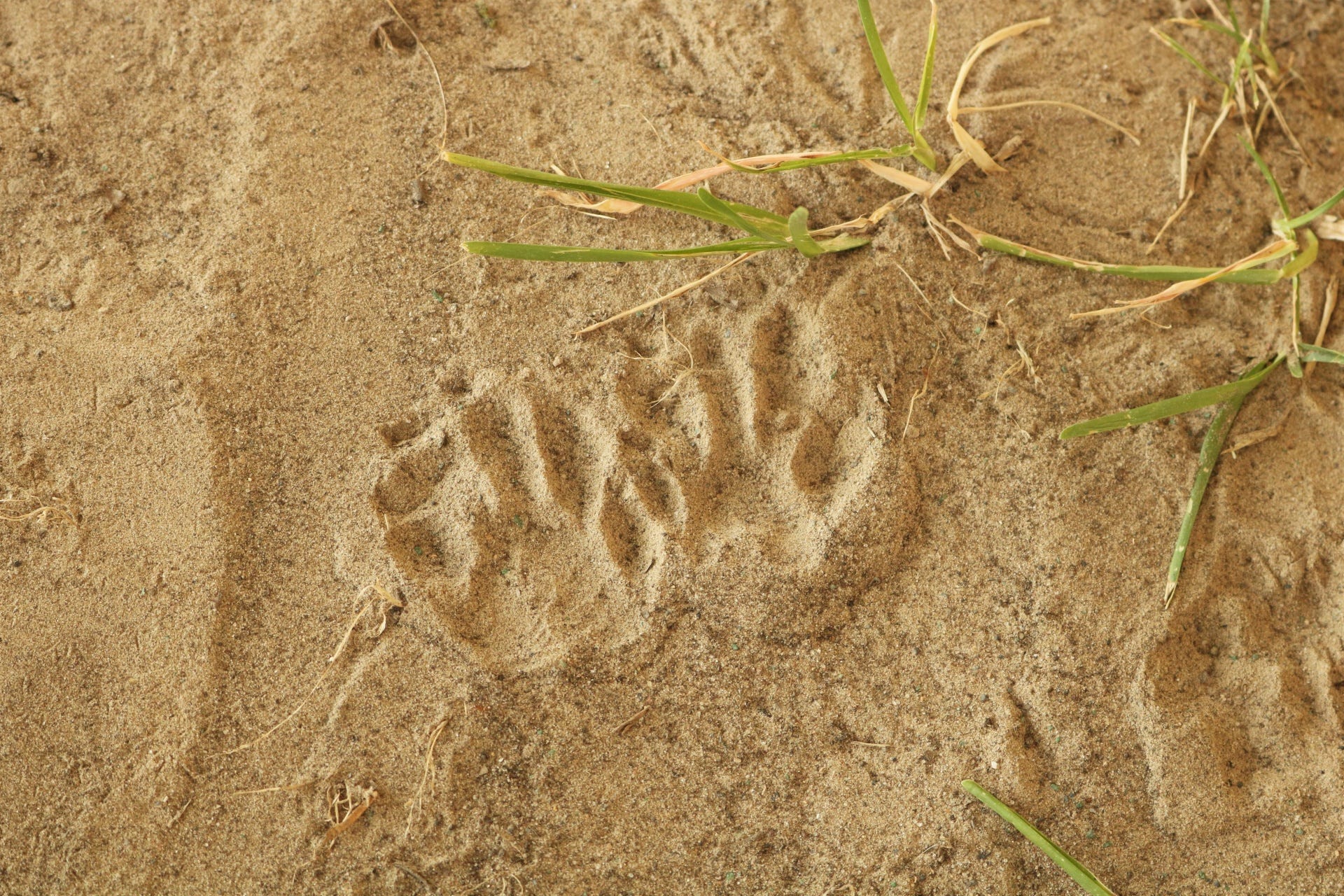 Raccoon Tracks In Sand Raccoon Tracks In Sand