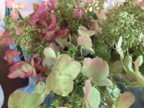 hydrangea