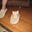 Cat Lover's avatar
