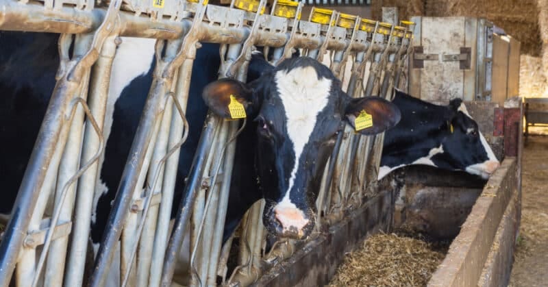 Cows in a farm in Settle, North Yorkshire. Cows in a farm in Settle, North Yorkshire.