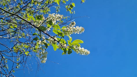 Bird Cherry Blossom