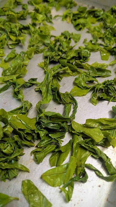 Step by step visuals of green tea leaves from freshly picked to steamed to dried to a pot of tea.