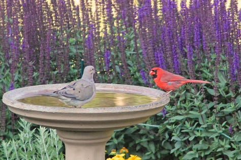 A gallery of 3 pictures of birds. First, black and white Kingfisher soaring with wings extended surrounded by pale blue sky. Second, a grey Mourning Dove and a Cardinal sitting together on the edge of a birdbath amongst purple spike-like flower blossoms. Third, a black and yellow Oriole balancing on a concave black rod iron circle with its beak fully in the mouth of its offspring. The juvenile has a grayish body and white markings on its wings.