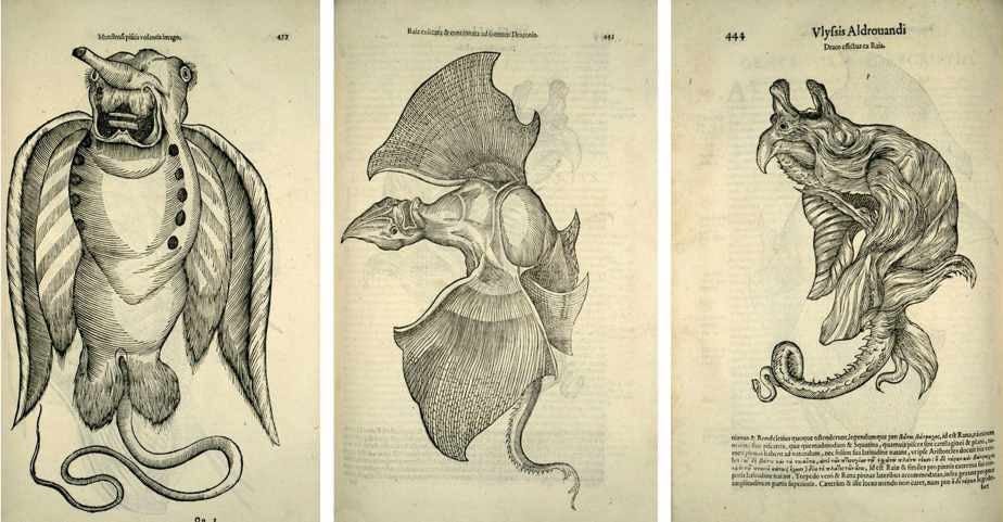 Jenny Haniver: The Devilish "Sea Monster" | Morbitorium