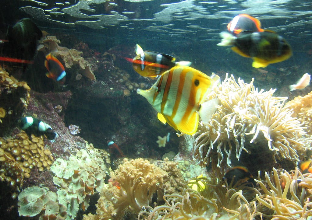 Coral reef fish