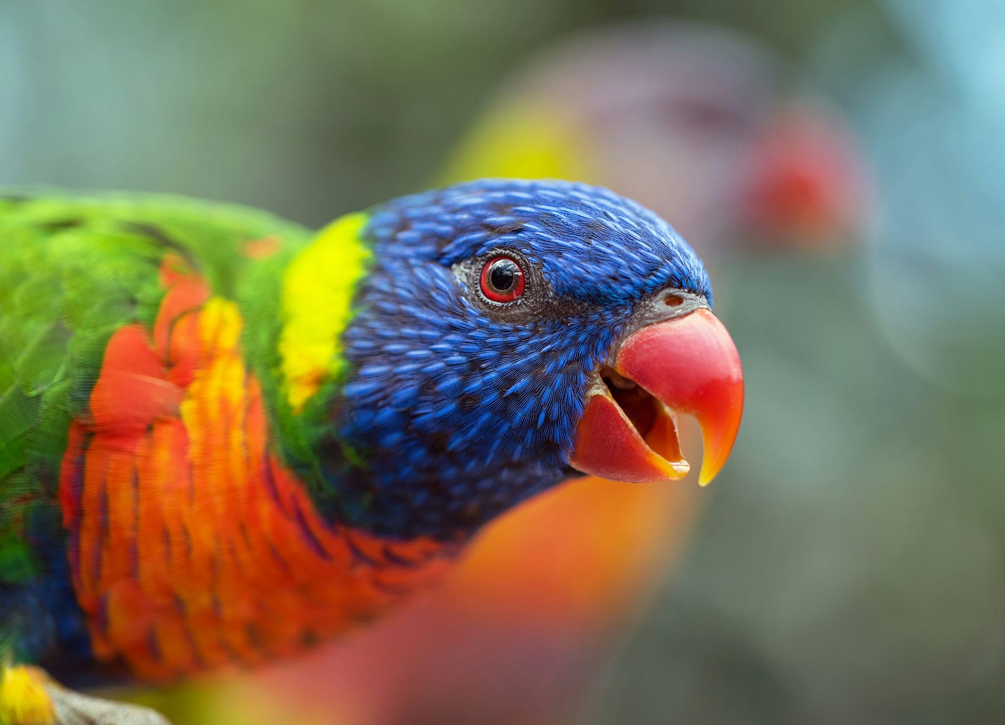 A rainbow lorikeet, a brightly-colored parrot with a blue face, red beak, orange chest, yellow nape, and green shoulders with its beak slightly open, looking excited to see you. A rainbow lorikeet, a brightly-colored parrot with a blue face, red beak, orange chest, yellow nape, and green shoulders with its beak slightly open, looking excited to see you.
