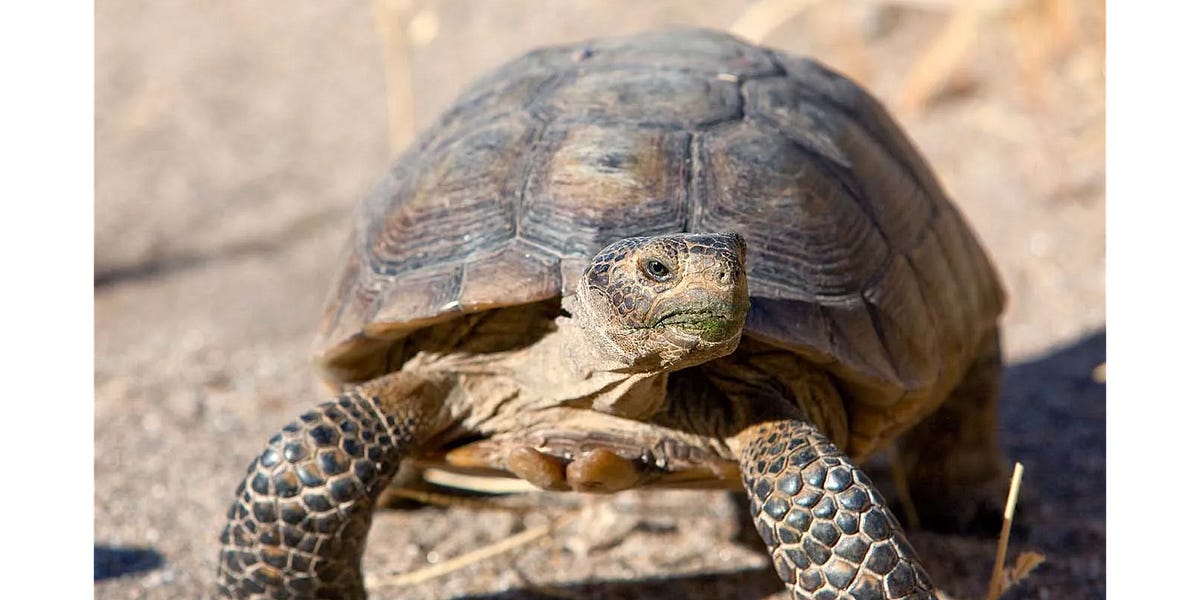 Tortoise タートス Standards DAHVEN POLYCHROME TORTOISE | Tinted Glasses | MOSCOT