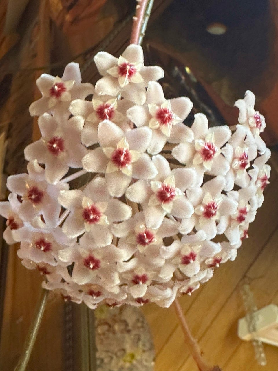 Delicate hoya blossoms in full bloom. Pale pink or white flowers with cranberry colored centers.