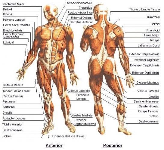 Human body muscles.