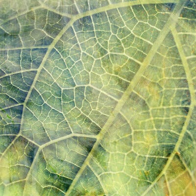 Garden Heart: Reworks by We Dream of Eden