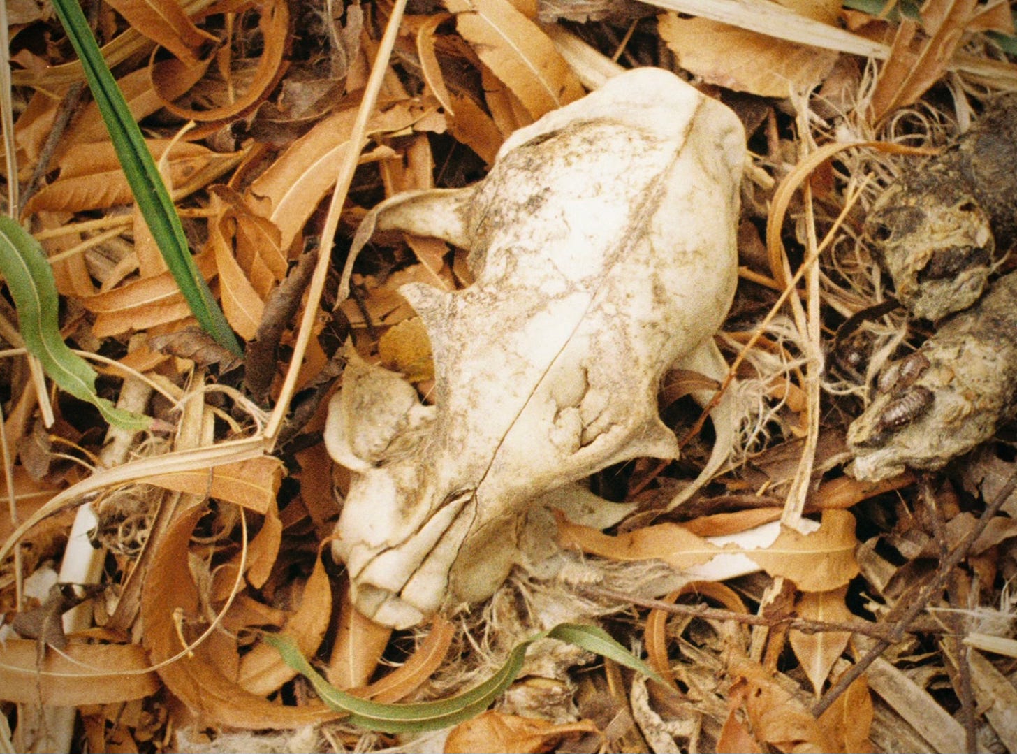 Small animal skull in leaves next to coyote scat
