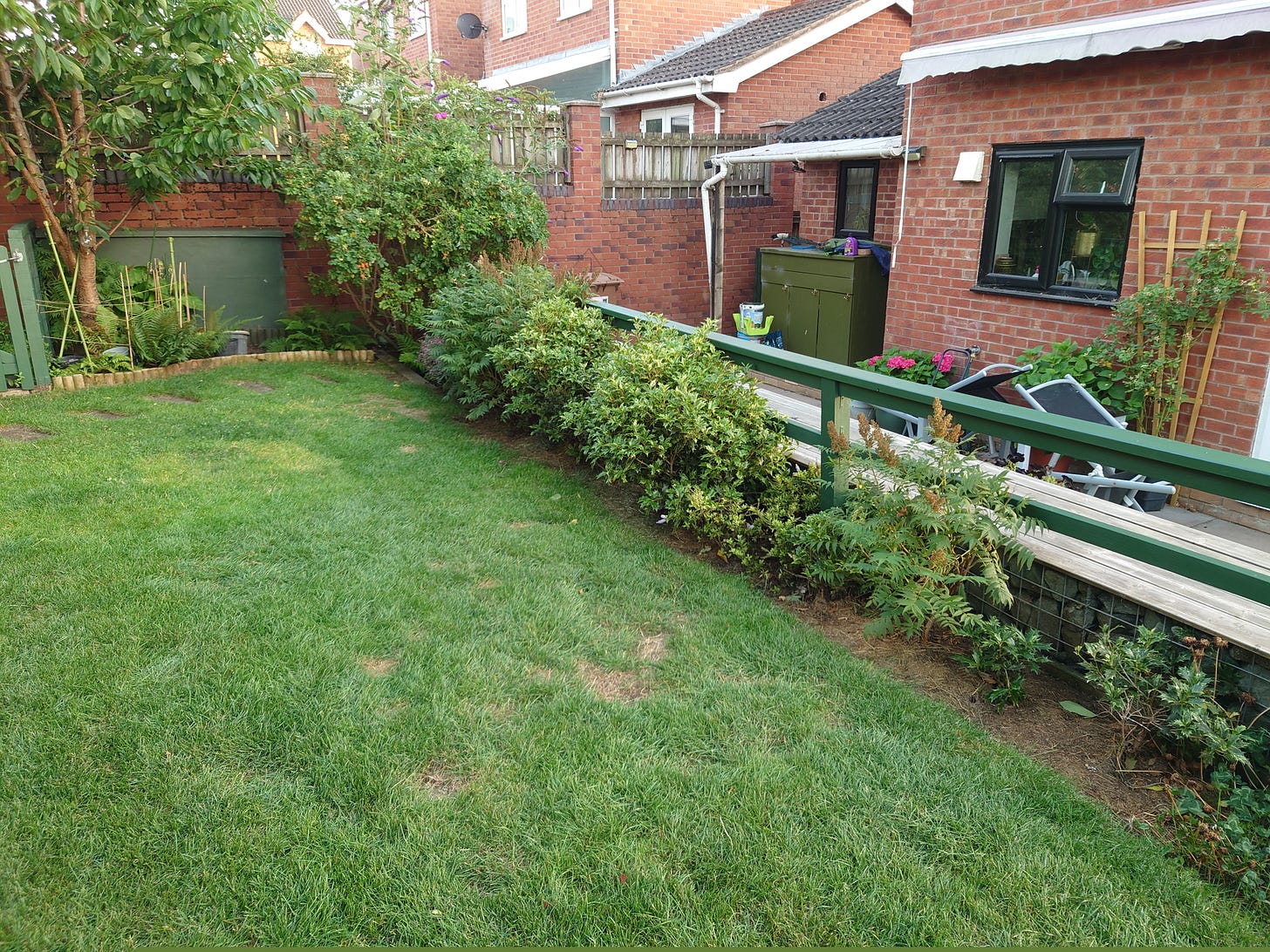 Upper back garden behind gabion wall and a row of hebes, featuring half the lawn available for dogs to explore and play