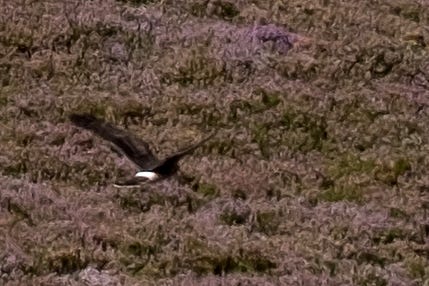 A juvenile hen harrier (Circus cyaneus) in flight against a backdrop of purple ling heather (Calluna vulgaris) 