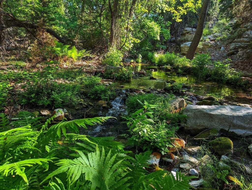 Gorman Springs 4