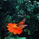 mother nature's journal