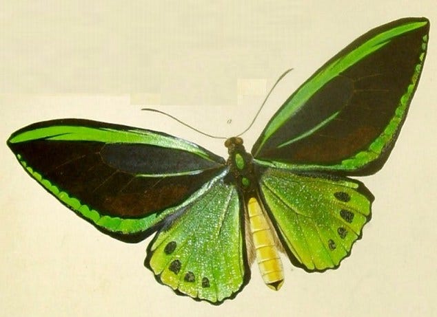 Wallace's Ornithoptera priamus aruana