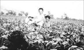 JAPANESE AMERICAN HISTORY IN MORGAN HILL JAPANESE AMERICAN HISTORY IN MORGAN HILL