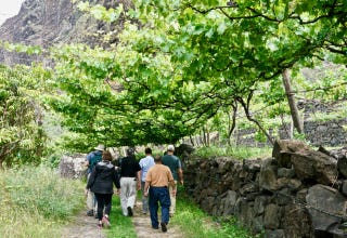 Walking beneath the Malvasia vines Walking beneath the Malvasia vines