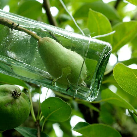 A Tree Full of Bottled Pears?! - Atlas Obscura