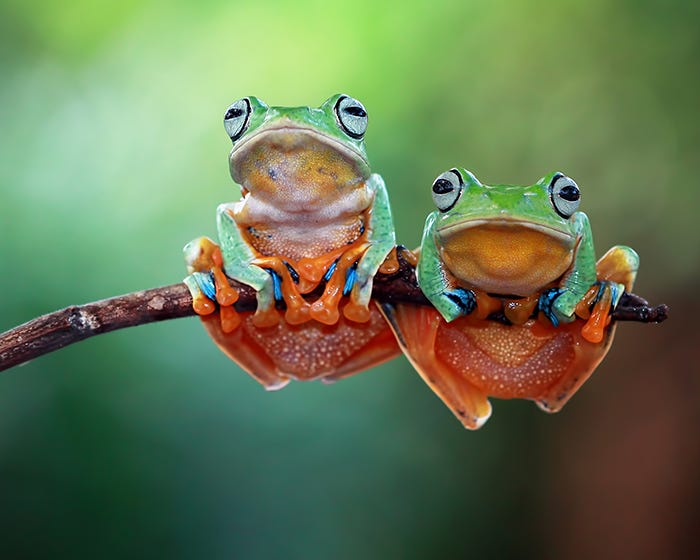 frogs