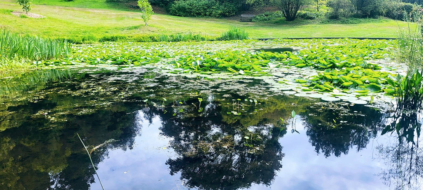 Mirror image of lillies on a pond.