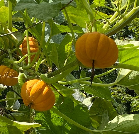 pumpkins and a sunset sky