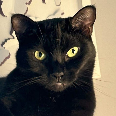 A gallery of 6 close cropped photos of Annie and Talula's faces from images from the post.