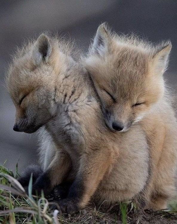 r/Eyebleach - Fox Brothers