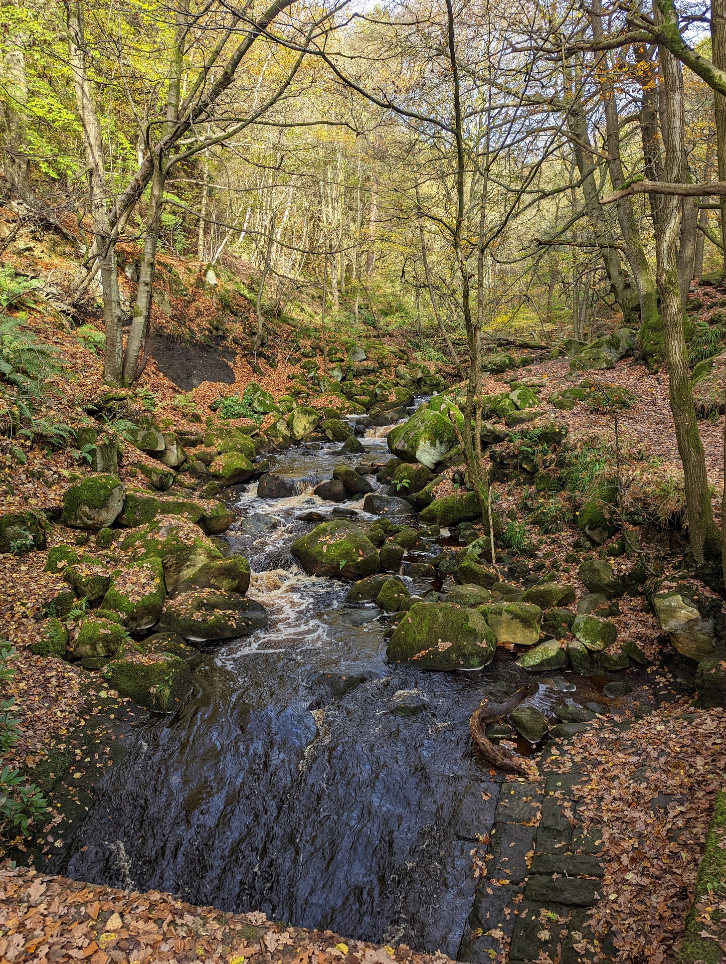 Overlooking the river that runs through Padley Gorge, with trees in the foreground and a bridge in the far background. 