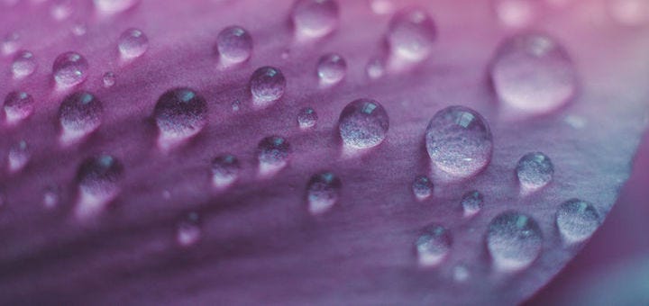 Detail of flowers and plants with waterdrops
