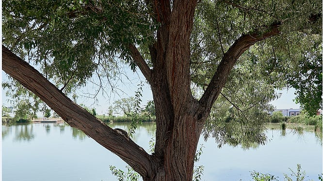 Tree by lake tight crop showing over sharpening