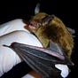 Bat's avatar