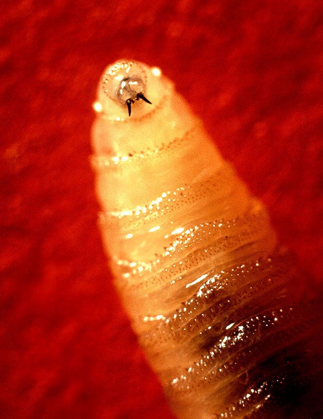 Screwworm larva. Tusklike mandibles protruding from the screwworm larva's mouth rasp the flesh of living warm-blooded animals. A wound may contain hundreds of such larvae. Public Domain