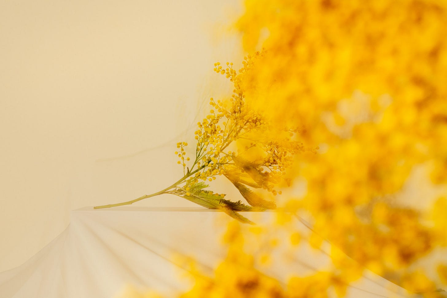 A sprig of bright yellow mimosa (wattle) blossom lying on a soft cream surface, with a large cluster of the fluffy yellow flowers blurred in the foreground.