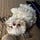 The Flaubert Report