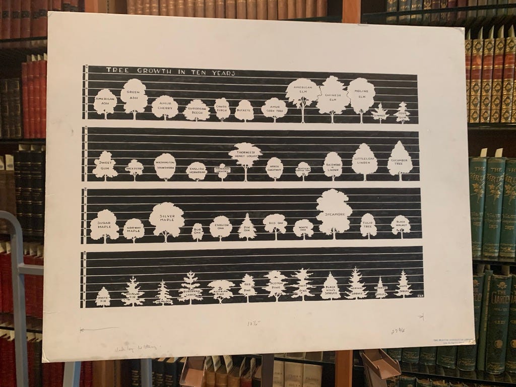 A white posterboard with black measurement lines and drawn outlines of various trees, showing tree growth of different species over ten years A white posterboard with black measurement lines and drawn outlines of various trees, showing tree growth of different species over ten years