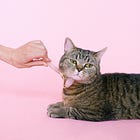 Proper Care and Feeding of A Pvssy 