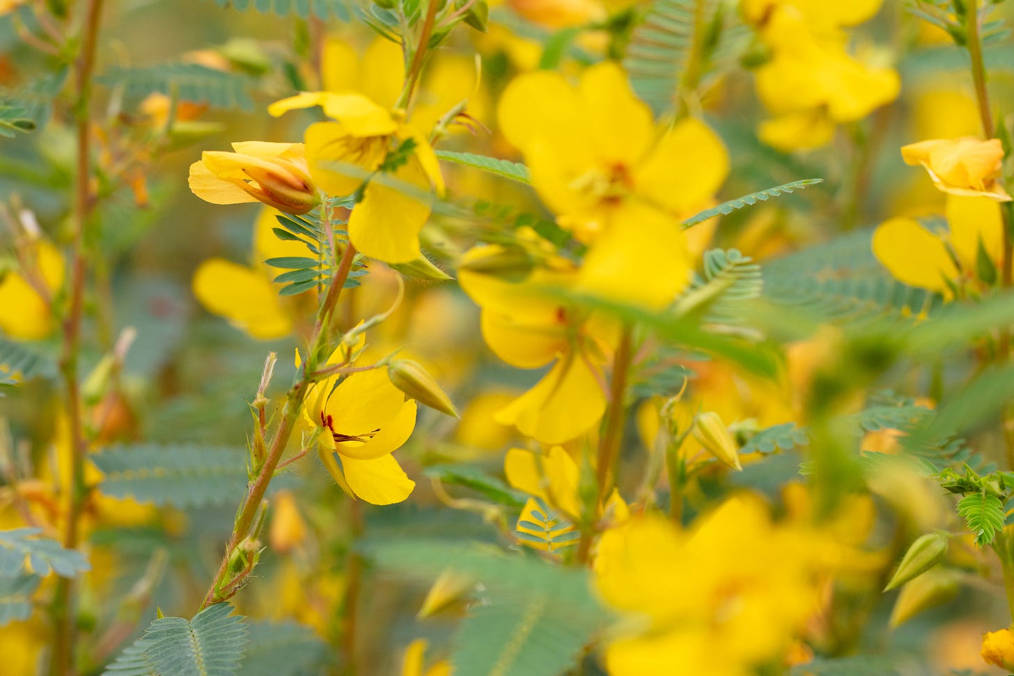 Lots of yellow flowers on plants with ferny foliage. There are some dark red spots on some of the petals and the stems are dark red.