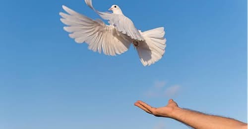 Why the SanctionsKill campaign supports BDS