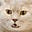 Cat A's avatar