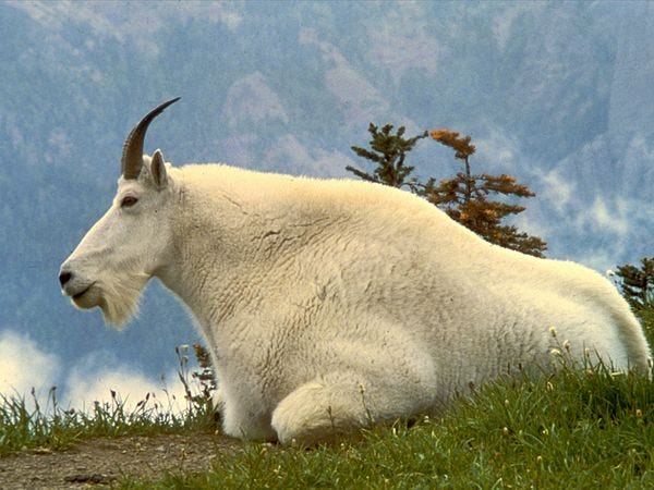 mountain-goat_635_600x450
