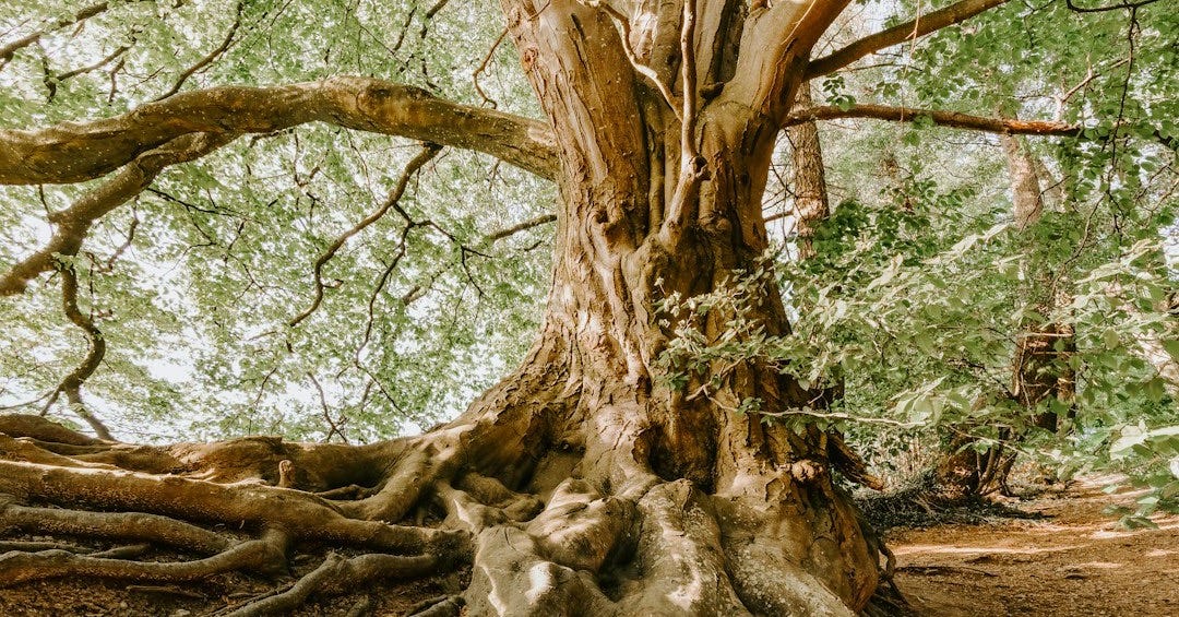 green tree during daytime