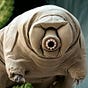 Mr Tardigrade UK's avatar