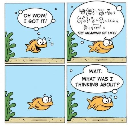 Goldfish memory meme : SecondLanguageStrategies