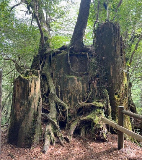Photo of an ancient tree stump covered in vines.