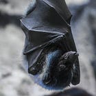 Benton County Resident's Rabid Backyard Discovery