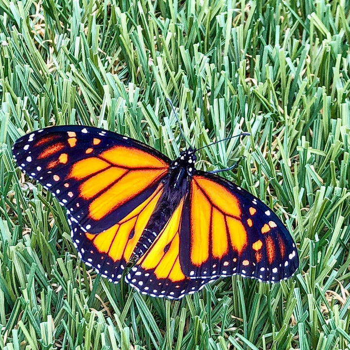 Pictures of caterpillers, chrysalis, and a newly hatched butterfly