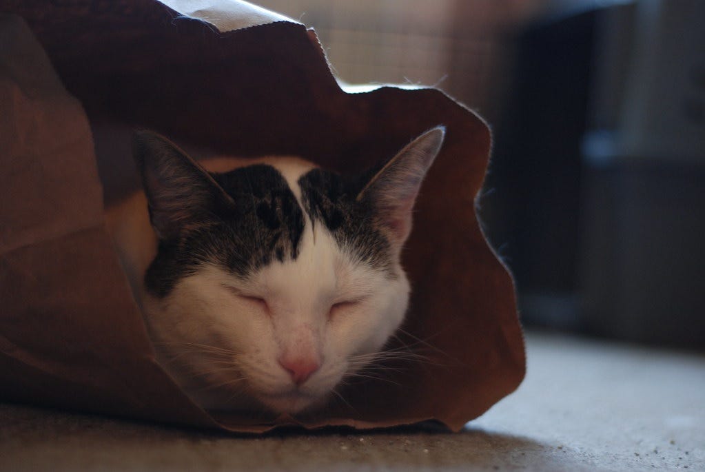 A white and grey cat asleep in a paper bag A white and grey cat asleep in a paper bag