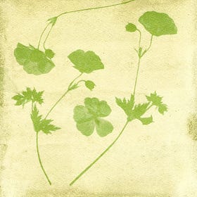 Making Garden Anthotypes