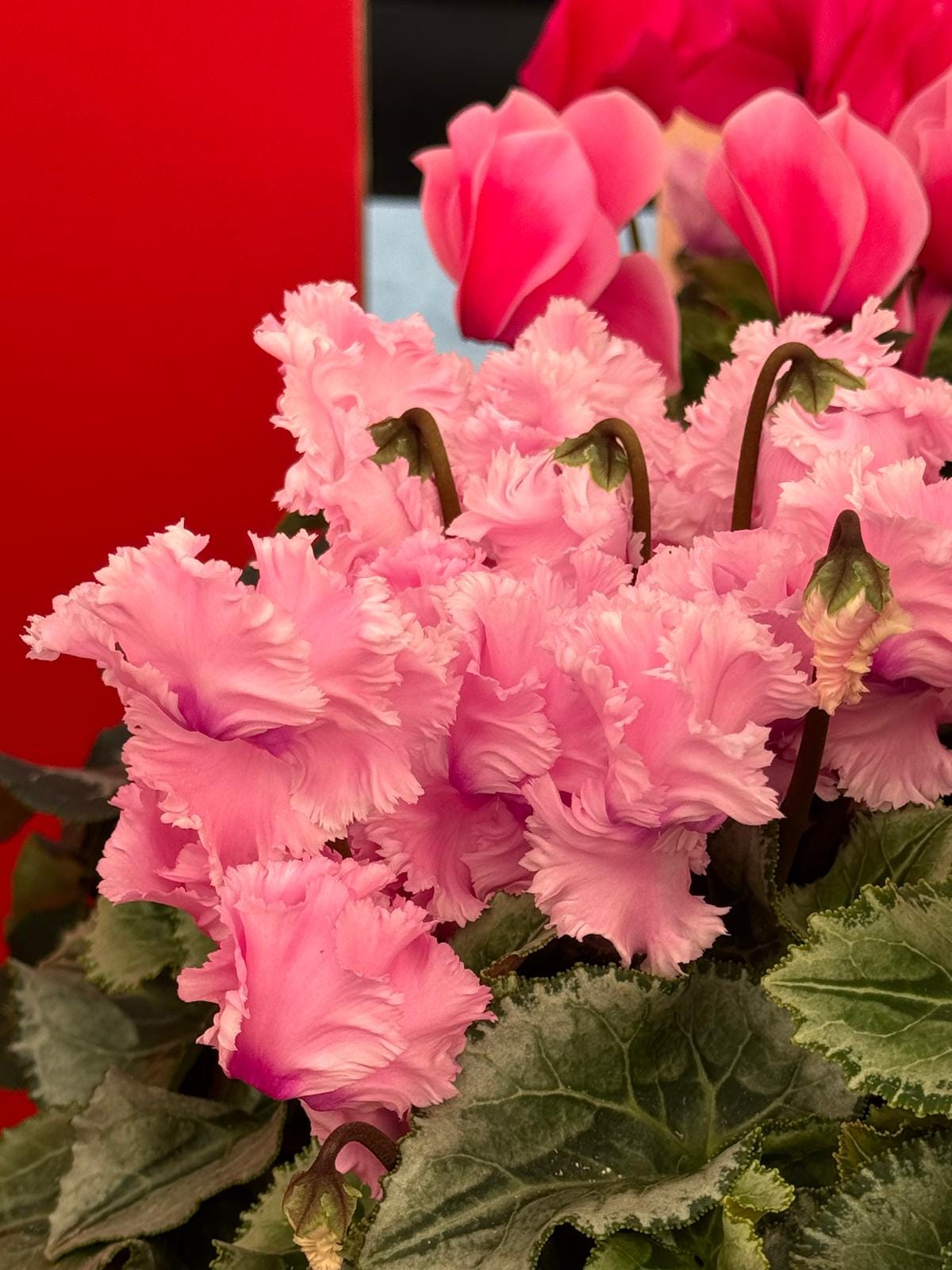 5 cyclamen you must grow - by Mr Plant Geek